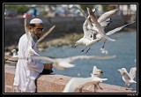 Feeding the Sea Gulls [1280x768]